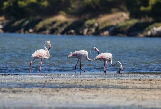 Greater Flamingo (Phoenicopterus Roseus) Usually Lives At The Izmir Bird Paradise İn Turkey. Flamingos Are Wetland Birds.