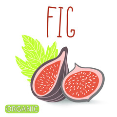 Summer tropical fruits for healthy lifestyle. Fig fruit. Vector illustration cartoon flat icon isolated on white. Inscription Fig, organic.