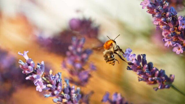 Bee flying into lavender blossom, gathering pollen, macro shot. Filmed on high speed cinema camera, 1000fps.