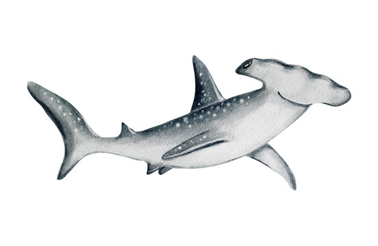 Baby Shark Images Browse 37 676 Stock Photos Vectors And Video Adobe Stock