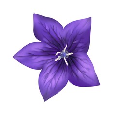 鮮やかな紫色の桔梗の花　線画なし