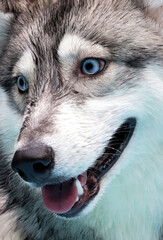 Close-up of the snout of the very beautiful blue-eyed Siberian Husky
