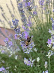 Bee drinks nectar from a lavender flower - Eine Biene trinkt Nektar an einer Lavendelblüte