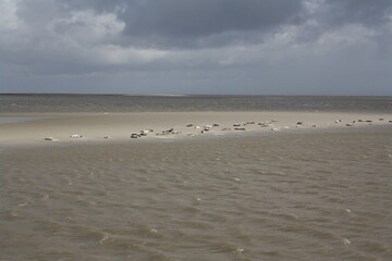 Seals on a sandbar near the island of Langeoog - Seehunde auf einer Sandbank im Watenmeer bei Langeoog