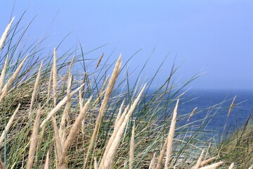Fototapeta premium View through dune grass over the North Sea near Rantum on the island of Sylt - Blick durch Dünengras auf die Nordsee bei Rantum auf Sylt