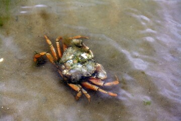 Beach crab in the flat wadden sea near List on the island of Sylt - Strandkrabbe im flachen Wattenmeer bei List auf Sylt