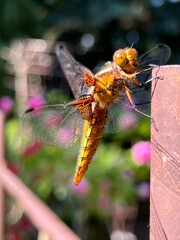wazka, insekt, charakter, makro, zwierzak, bugów, fruwać, skrzydła, zieleń, dzika natura, bliska, ważki równoskrzydłe, skrzydła, dragon, bliska, lato, insekt, fauna, gras, zółty, flying,  © Szymon