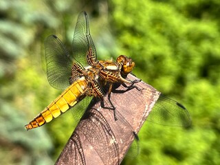 wazka, insekt, charakter, makro, zwierzak, bugów, fruwać, skrzydła, zieleń, dzika natura, bliska, ważki równoskrzydłe, skrzydła, dragon, bliska, lato, insekt, fauna, gras, zółty, flying,  © Szymon