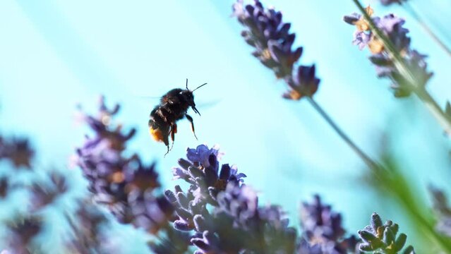 Bee flying into lavender blossom, gathering pollen, macro shot. Filmed on high speed cinema camera, 1000fps.