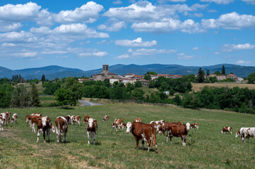 Fototapeta na wymiar Paysage pittoresque et rural des montagnes d'Auvergne dans le département du Puy-de-Dôme au printemps en France autour du village de Augerolles