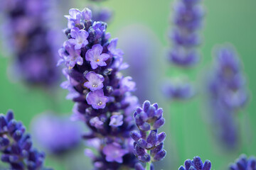 purple lavender flowers bloom in summer, background