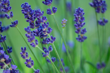 purple lavender flowers bloom in summer, background