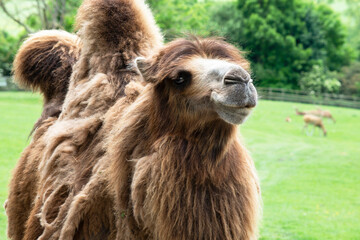 Fototapeta premium funny camel looks at you in the summer in nature, safari