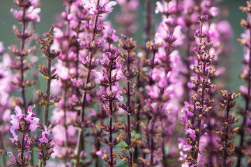 lilac wildflowers in summer in the garden, background