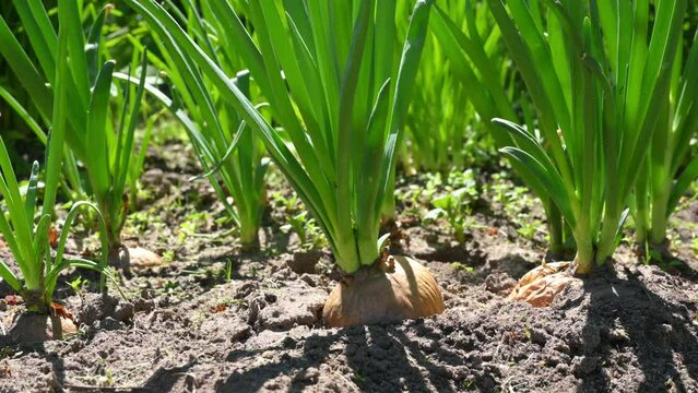 Camera movement along the green onion patch. In the background, a farmer's hand removes weeds. Selective focus on the foreground.