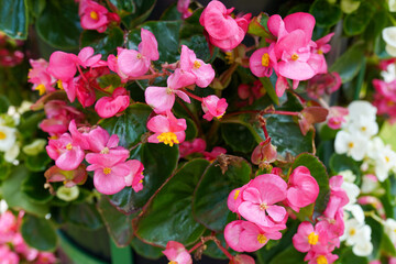 Beautiful pink flowers as natural beautiful background