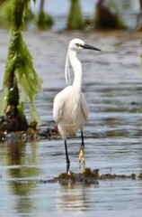 Aigrette