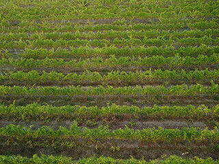 Aerial view of vineyards field plantation on sunset. Cinematic drone aerial view on Green highland valley countryside. Eco farming in wild nature landscape. Tourism, travel concept.