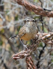 close up of  cactus wren perched on a cholla cactus in spring at gates pass  in tucson mountain park near tucson, arizona