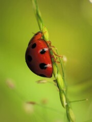 close-up of laddybugs on the plants