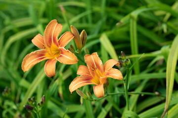 Taglilie (Hemerocallis) im Garten © Harald Biebel