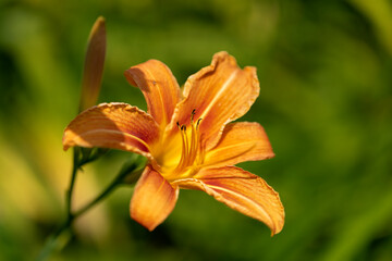 Taglilie (Hemerocallis) im Garten © Harald Biebel