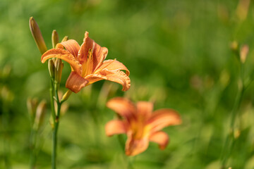 Taglilie (Hemerocallis) im Garten