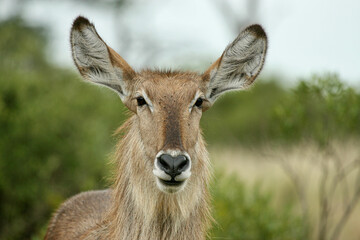 Waterbuck cow, Kruger National Park, South Africa