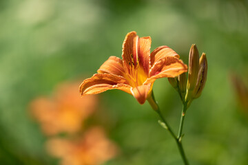Taglilie (Hemerocallis) im Garten © Harald Biebel