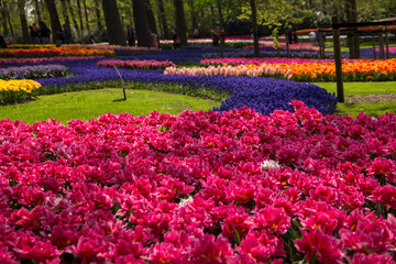 Bunte Tulpen im Park an einem sonnigen Tag