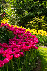 Bunte Tulpen im Park an einem sonnigen Tag