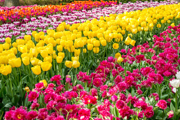 Bunte Tulpen im Park an einem sonnigen Tag