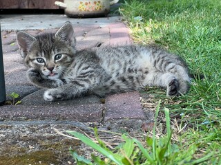 cipa, zwierzak, domowych, bystra, kociak, felino, domowy, futro, augen, kocica, portret, cipa, domowych, ssak, gras, grej, jardin, młoda, zwierzak, glow, braun, patrząc,  © Szymon