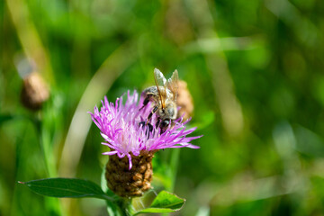 bee on a flower