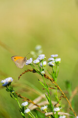 butterfly on a flower