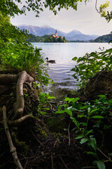 famous lake bled in the background with duck and grass in foreground