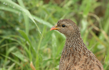 Natal Spurfowl or Francolin, Kruger National Park, South Africa