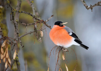 The bullfinch is the only European bird that can feed on ash seeds in winter.