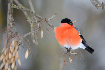 The bullfinch is the only European bird that can feed on ash seeds in winter.