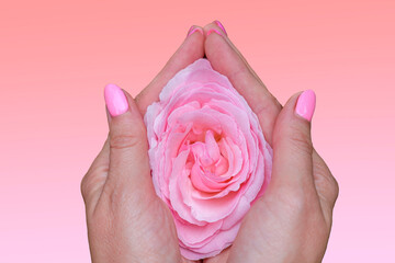 Beautiful deicate pink rose flower in female hands, close up. Rose as vagina and virginity symbol. Female health concept. - obrazy, fototapety, plakaty