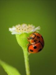 close-up of laddybugs on the plants