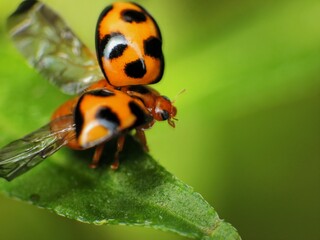 close-up of laddybugs on the plants