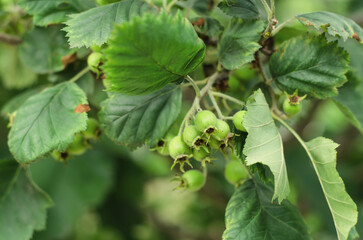 Young green fruits of hawthorn on a branch. Unripe hawthorn. Gardening concept