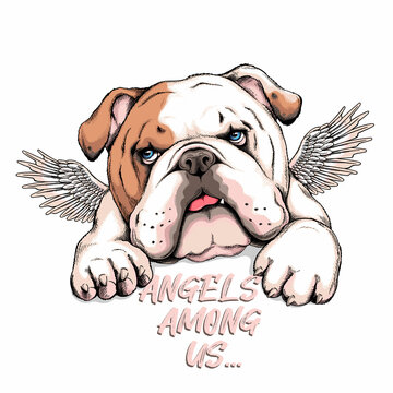 Cute english bulldog puppy with angel wings. Vector illustration in hand-drawn style. Stylish image for printing on any surface	