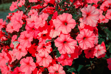 Flowering red Petunia flowers. Floral nature background