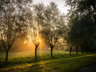 road in the morning with sunrise in the park