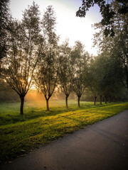 road in the morning with sunrise in the park