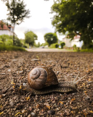 eine Schnecke kriecht über einen WEg 