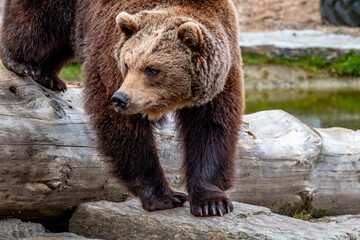 Plakat Close up big brown bear in spring forest