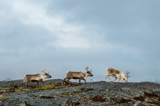 Obrazy (Renifery) — zdjęcia, wektory i wideo bez tantiem (871) Adobe